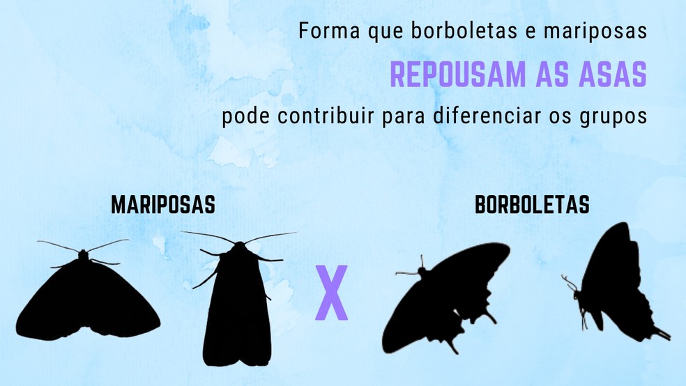Borboletas E Mariposas Se Diferenciam Por Repouso Das Asas E Antenas Terra Da Gente G1 O nome mariposa bruxa surgiu pelo fato da mesma ter hábitos noturnos e pela coloração escura. borboletas e mariposas se diferenciam