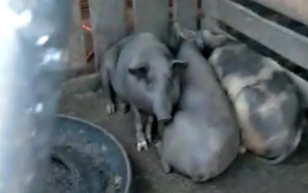 Porcos tentam se aquecer encolhidos em fazenda de Jataí — Foto: Reprodução/TV Anhanguera