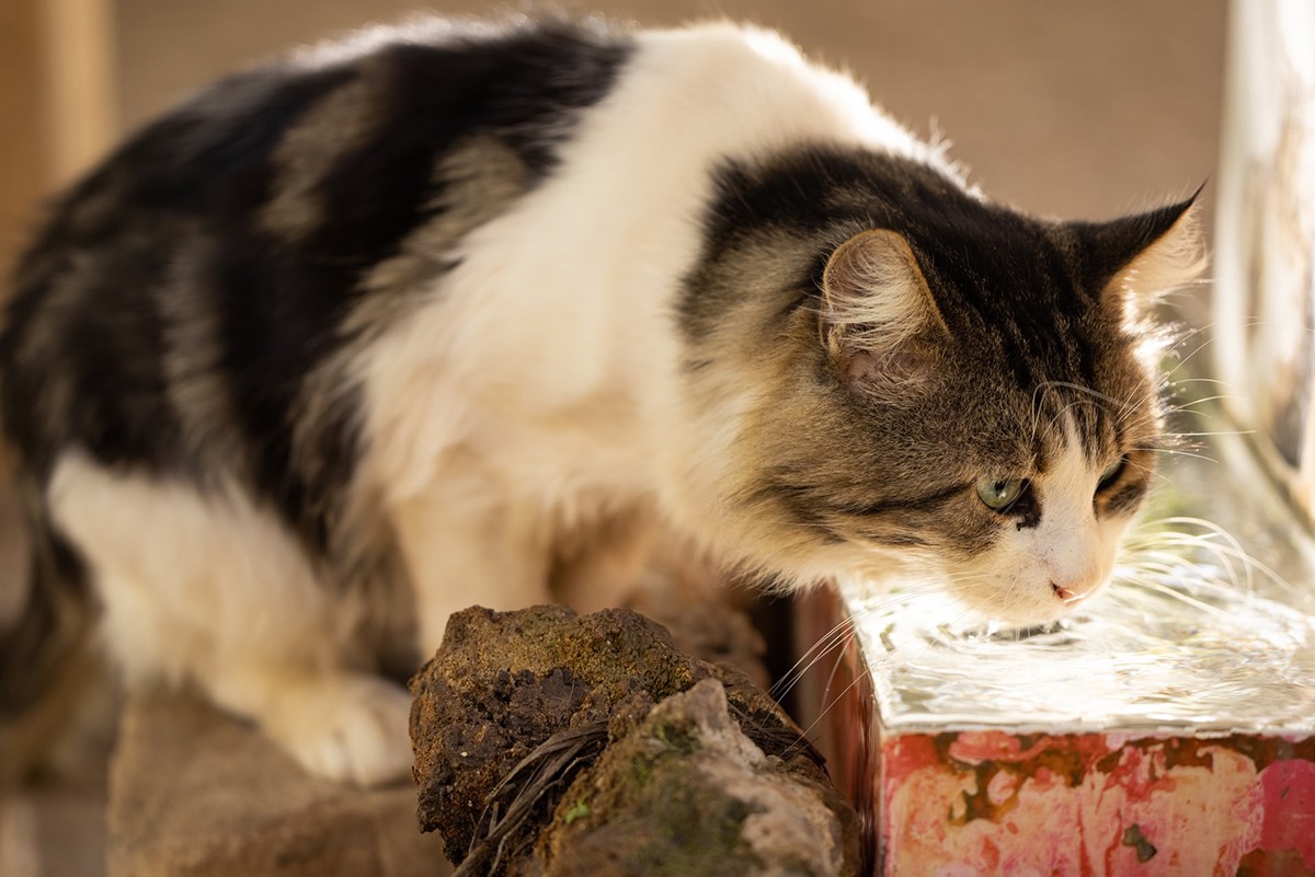 Uma forma de induzir à ingestão de água nos gatos é oferecendo sachês hidratados (Foto: Unplash/CreativeCommons/engin akyurt)