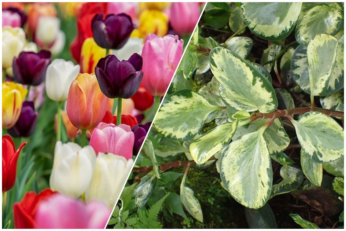 Peperômia e tulipa são eleitas planta e flor do ano 2022 (Foto: Montagem: Casa e Jardim)