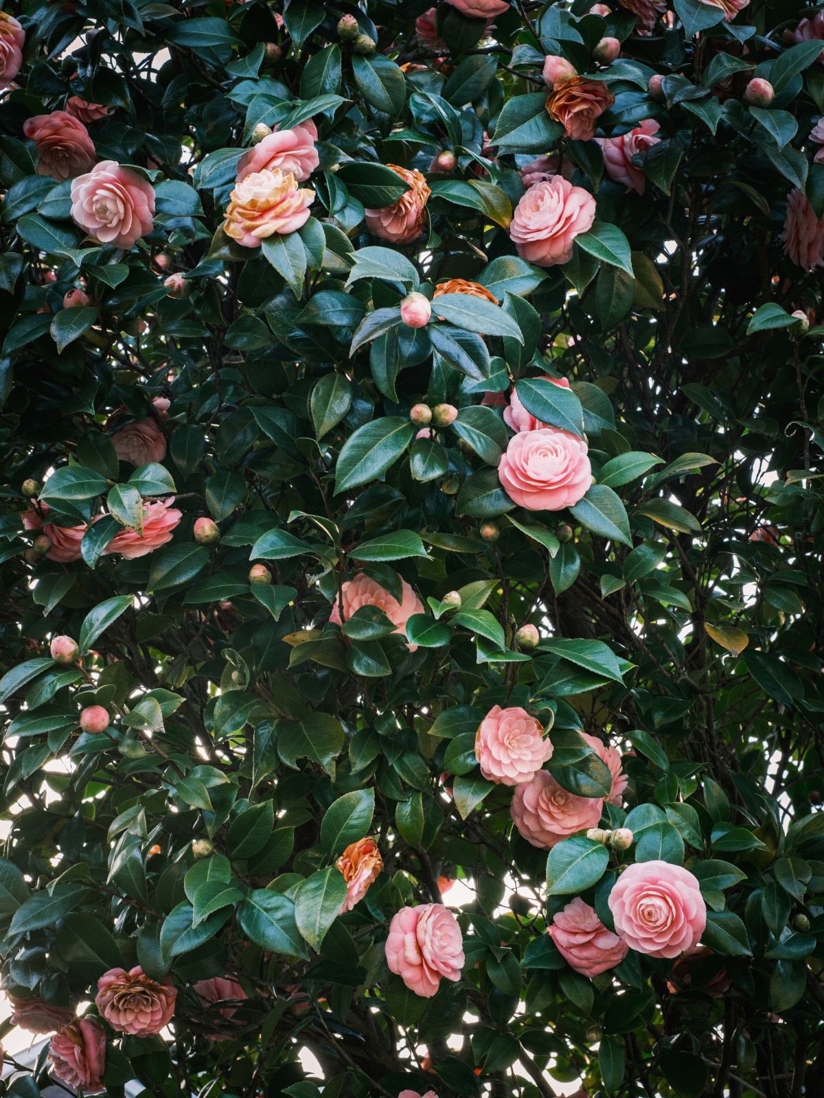 Camellia japonica: a flor inspiradora do romance de Alexandre Dumas - Casa  e Jardim | Flores