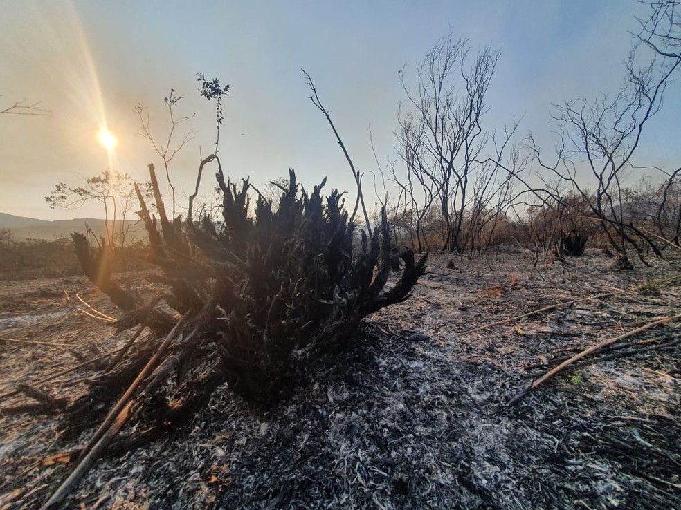 Vegetação destruída pelo fogo em Mucugê, na Chapada Diamantina — Foto: Camila Marinho/ TV Bahia