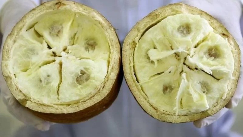 Cupulate: o desafio do 'primo' do chocolate que pode ajudar Amazônia ...
