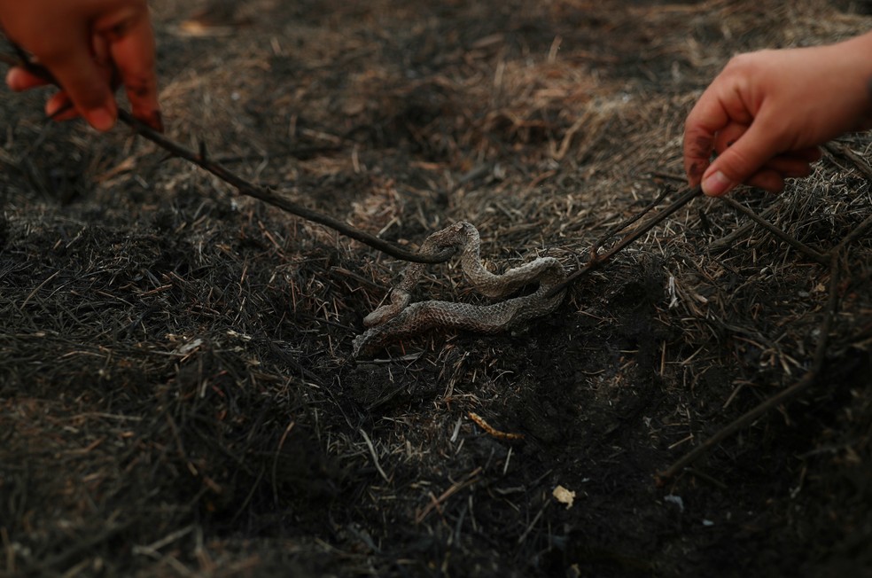 Cobra é vista morta depois de incêndio no Pantanal em Poconé (MT), no dia 31 de agosto. — Foto: Amanda Perobelli/Reuters