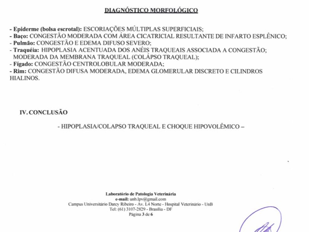 Conclusão do laudo de exame necroscópico produzido pela UnB — Foto: UnB/Reprodução