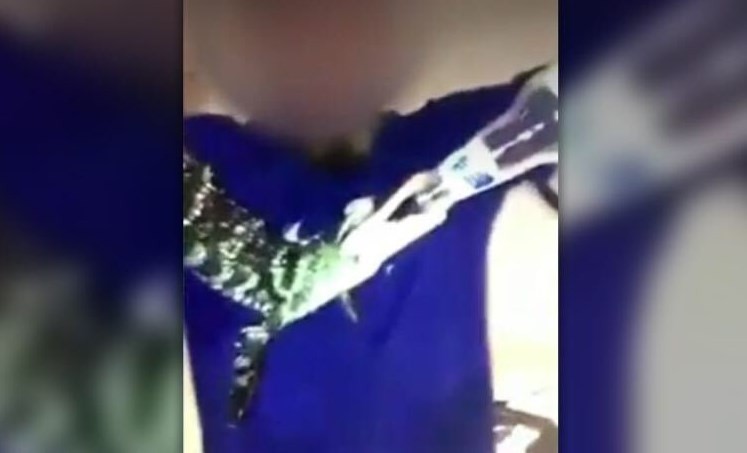 Jacaré forçado a ingerir bebida alcoólica nos EUA