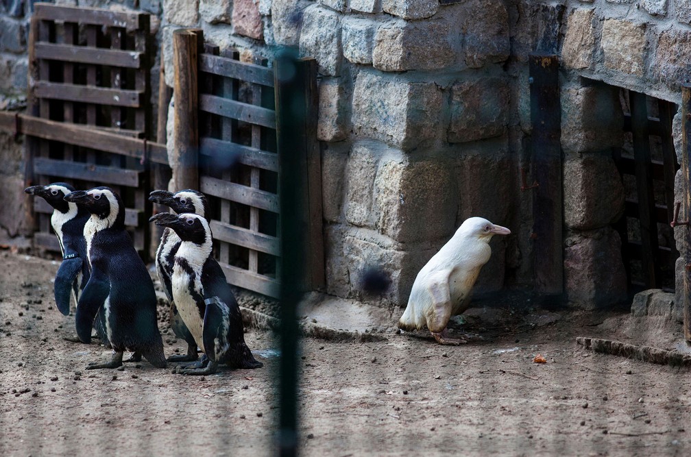 22 de março - Um jovem pinguim albino é apresentado pela primeira vez ao público do Zoológico de Gdansk, na Polônia. A sequência de fotos mostra que seu acolhimento por parte dos outros pinguins não foi dos melhores — Foto: Michal Ryniak/Agencja Gazeta via Reuters