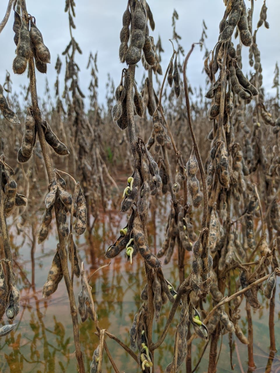 Lavouras de soja tem grãos apodrecendo por causa do excesso de chuva