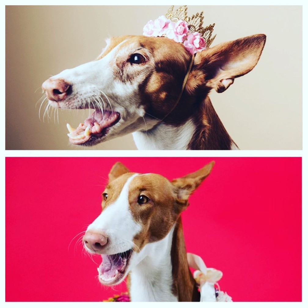 Clones de pets — Foto: Reprodução/Instagram/ViaGen Pet and Equine