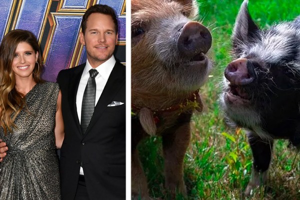 Katherine Schwarzenegger deu dois porquinhos para Chris Pratt (Foto: Getty Images; reprodução / Instagram)
