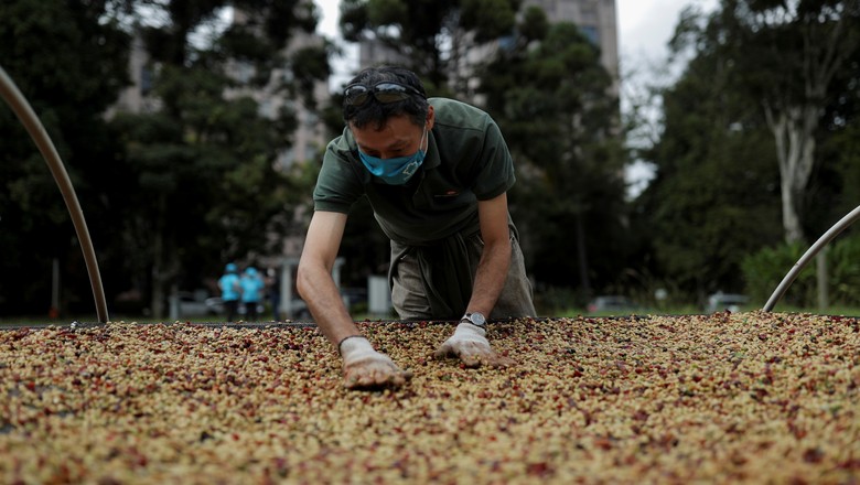 Homem espalhando grãos em maior plantação urbana de café, em São Paulo, Brasil (Foto: Amanda Perobelli/Reuters)