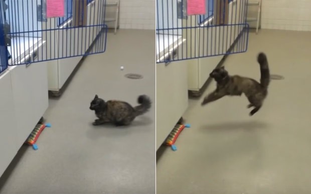 Gato virou hit ao falhar várias na tentativa de saltar em gaiola (Foto: Reprodução/YouTube/ America's Funniest Home Videos ) Gato virou hit ao falhar várias na tentativa de saltar em gaiola (Foto: Reprodução/YouTube/ America's Funniest Home Videos )