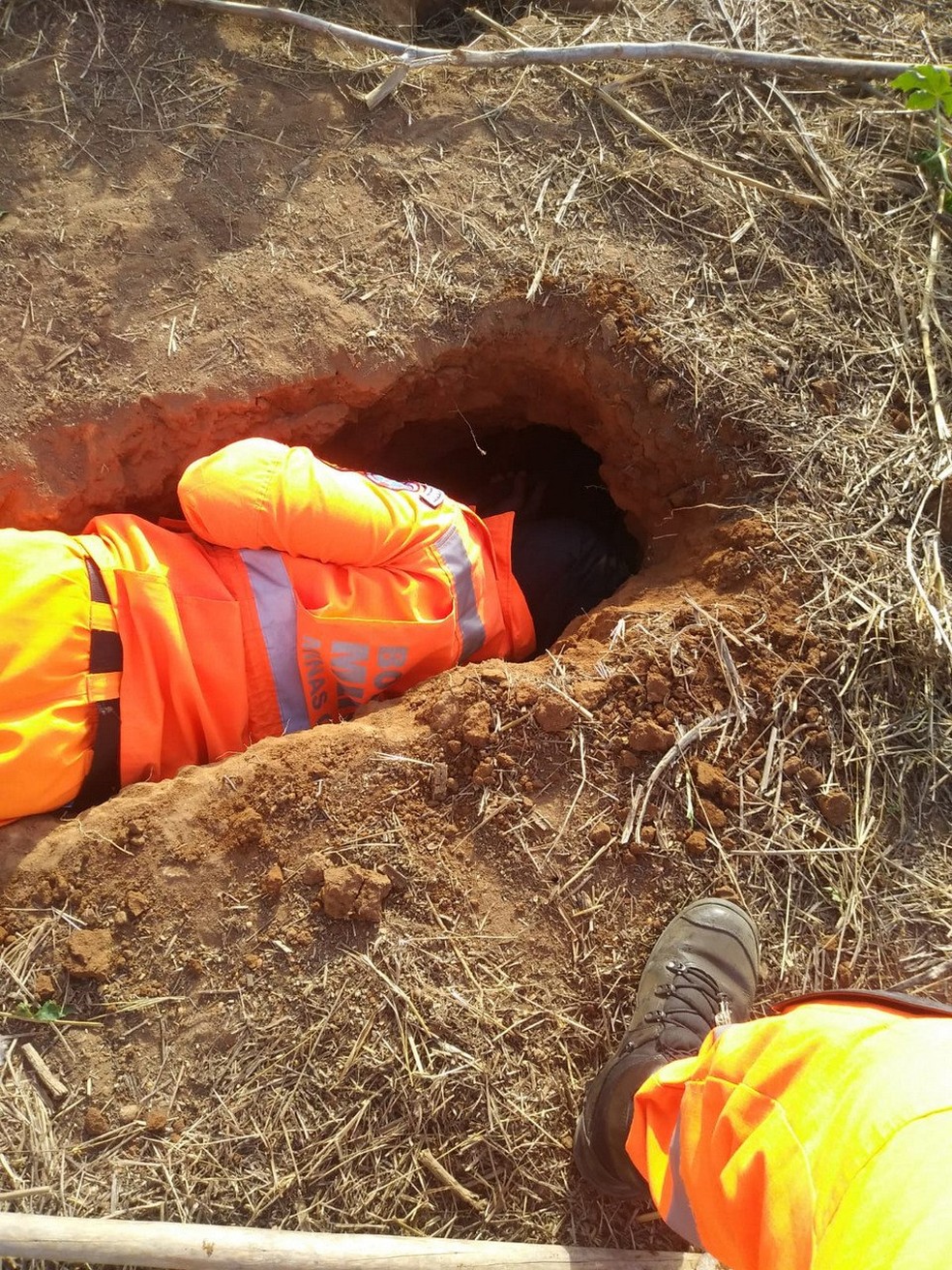 Animal estava dentro de um buraco que formava um túnel — Foto: Corpo de Bombeiros/Divulgação