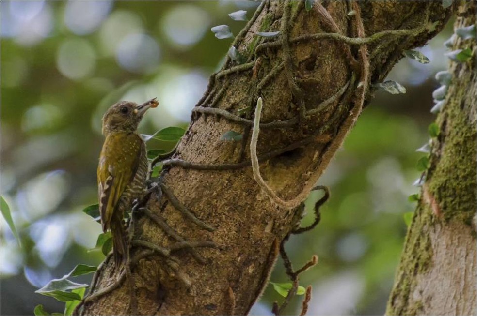 Picapauzinho-anão (Veniliornis passerinus) nidifica em palmeiras e galhos secos  (Foto: Alexandre Carvalho/VC no TG)