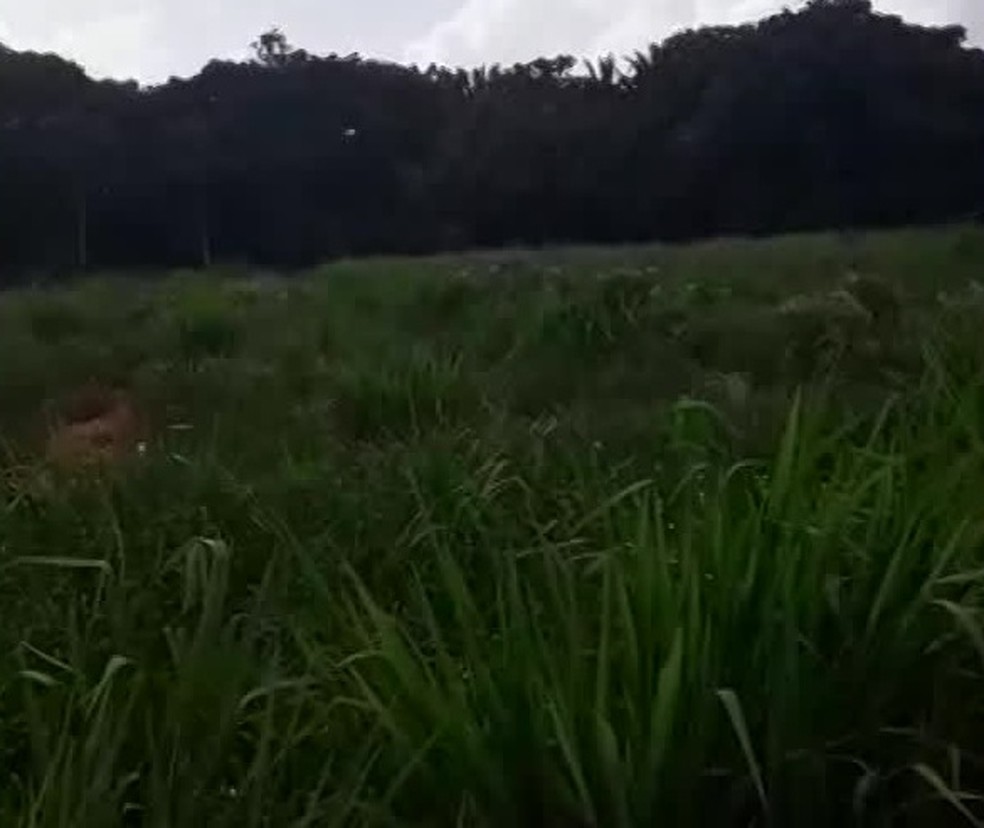 Matagal toma conta de área de cemitério público do recife onde são enterradas vítimas da Covid-19  — Foto: Reprodução/TV Globo 