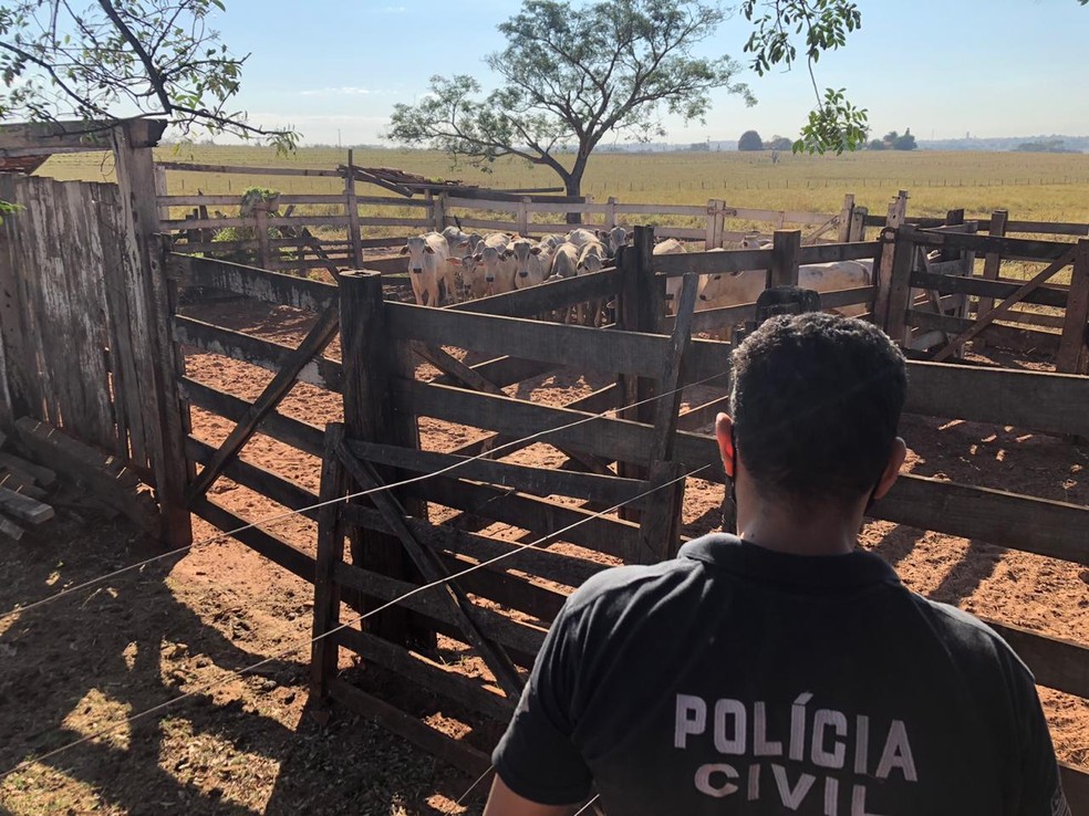 Pol&iacute;cia Civil encontrou gado em fazenda em Pereira Barreto &mdash; Foto: Divulga&ccedil;&atilde;o/Pol&iacute;cia Civil