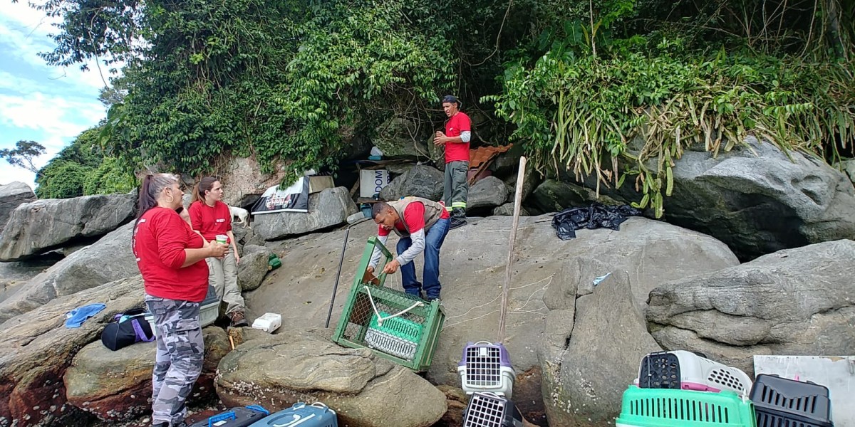 Os voluntários da associação Veterinários na Estrada monitoram a ilha desde 2012 (Foto: Diego Lara/ Território Audiovisual/ Divulgação )