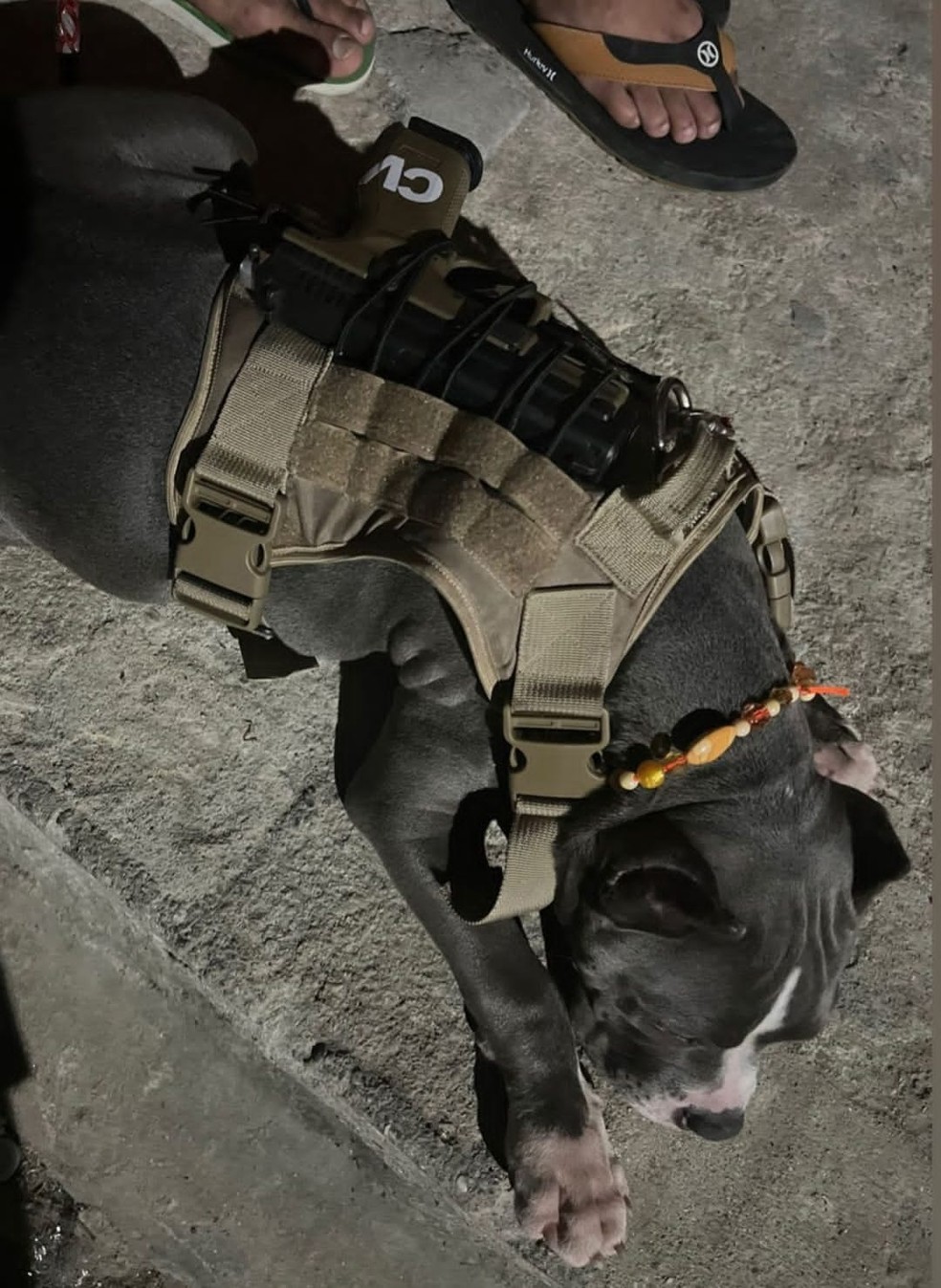 O cachorro com uma pistola no torso — Foto: Reprodução