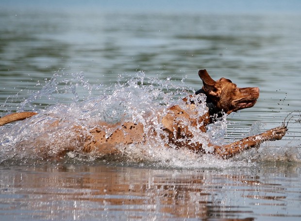 Cães da raça braco húngaro precisam gastar energia para evitar comportamento destrutivo (Foto: Pixabay / Katrinbechtel / CreativeCommons)