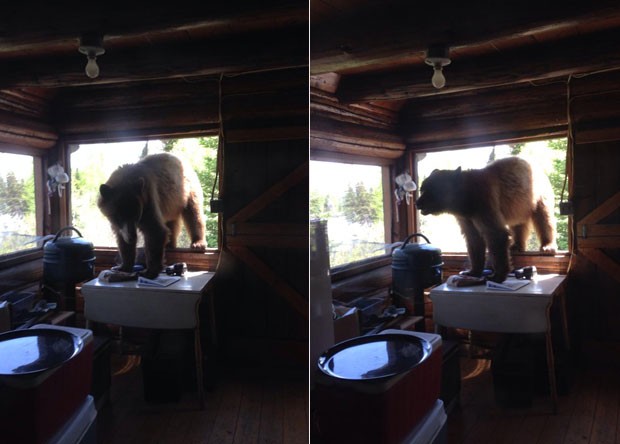 Urso ganhou o apelido de Zé Colmeia após invadir cabine de parque (Foto: Reprodução/Imgur/Doktorinjh )