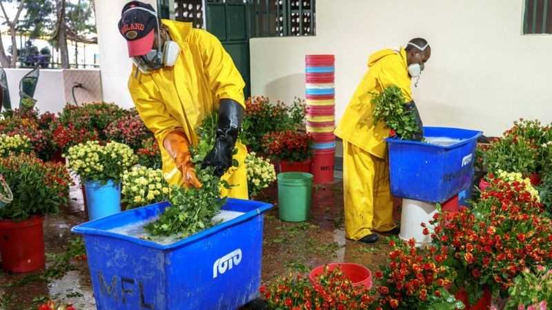 Produtos químicos precisam ser usados para preservar as flores em uma longa viagem (Foto: Jeroen Van Loon via BBC News)