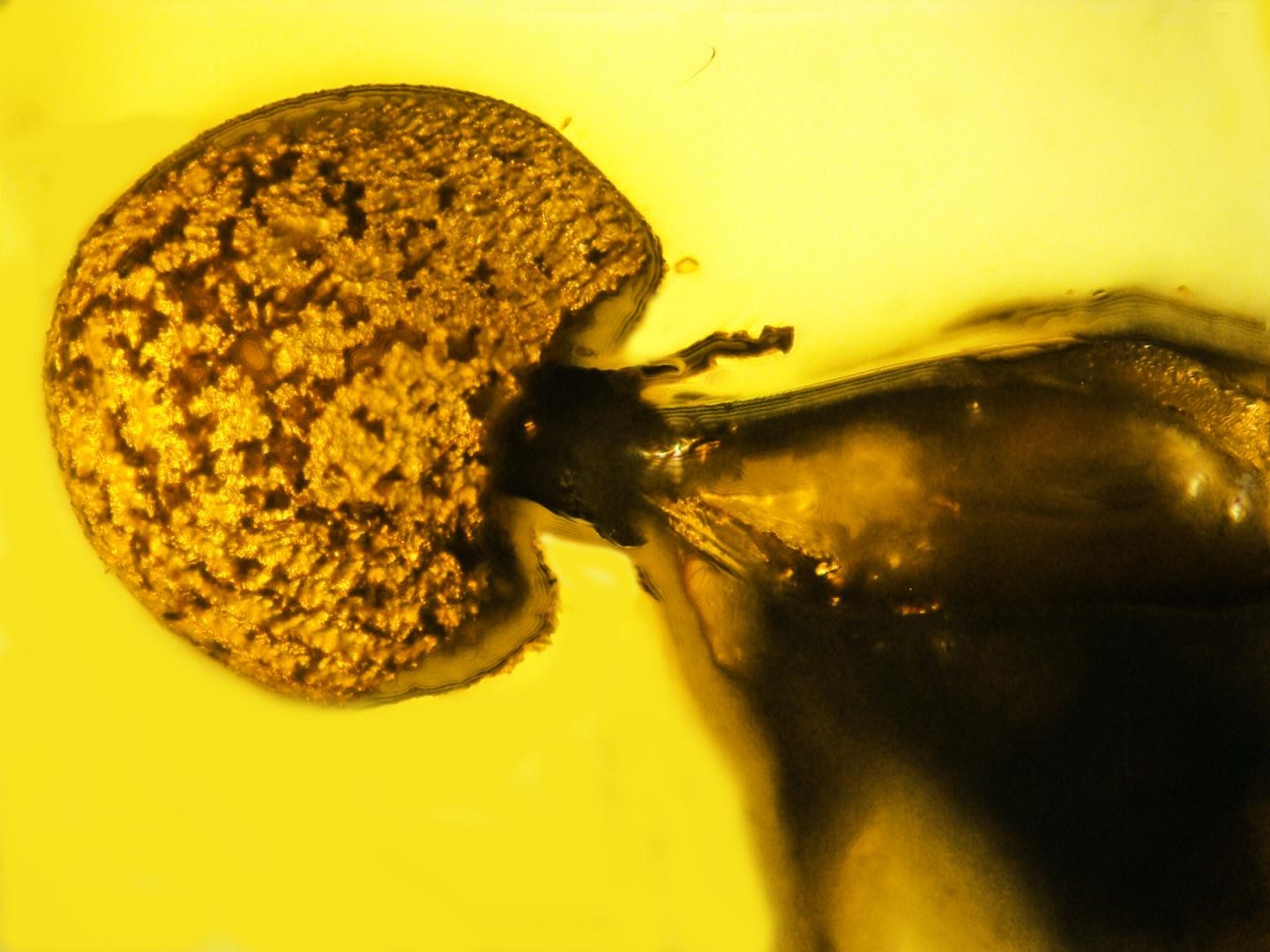 Espécime mais antigo conhecido de fungo está parasitando uma formiga (Foto: George Poinar Jr./OSU)