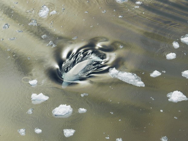 Uma beluga sobe à superfície para soltar e inspirar ar nas águas do Ártico (Foto: Thomas Miller/NatGeo para Disney+)