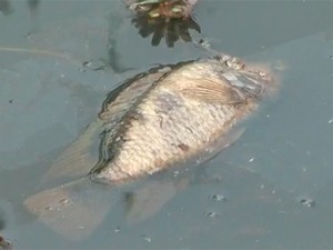 Peixes estão morrendo em Vitória da Conquista, na Bahia, por conta de poluição em córrego (Foto: Reprodução/ TV Bahia)