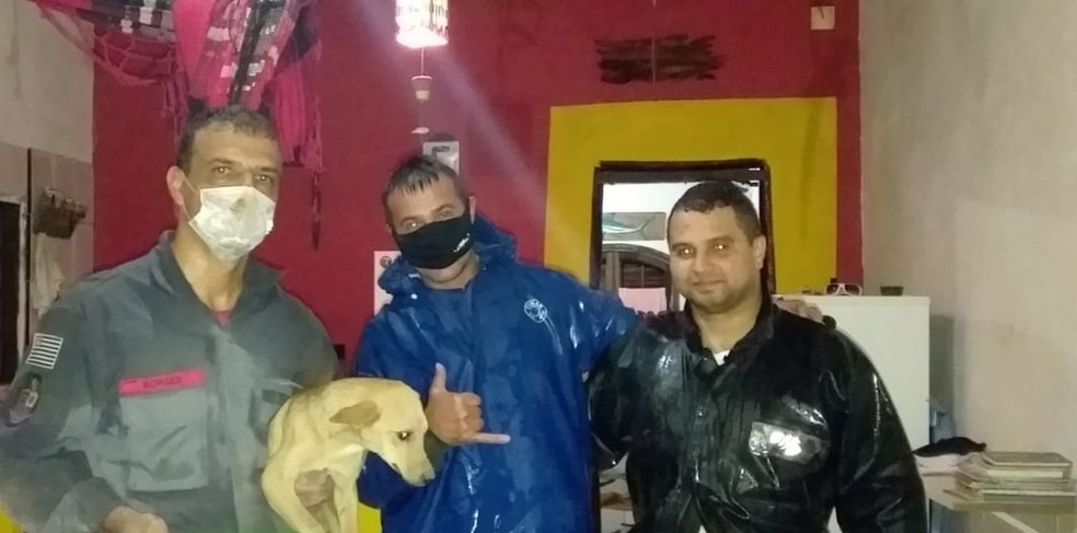 Cachorro &eacute; resgatado pelo Corpo de Bombeiros, ap&oacute;s estar preso em um espa&ccedil;o de 13 cent&iacute;metros em S&atilde;o Sebasti&atilde;o &mdash; Foto: Divulga&ccedil;&atilde;o / Corpo de Bombeiros