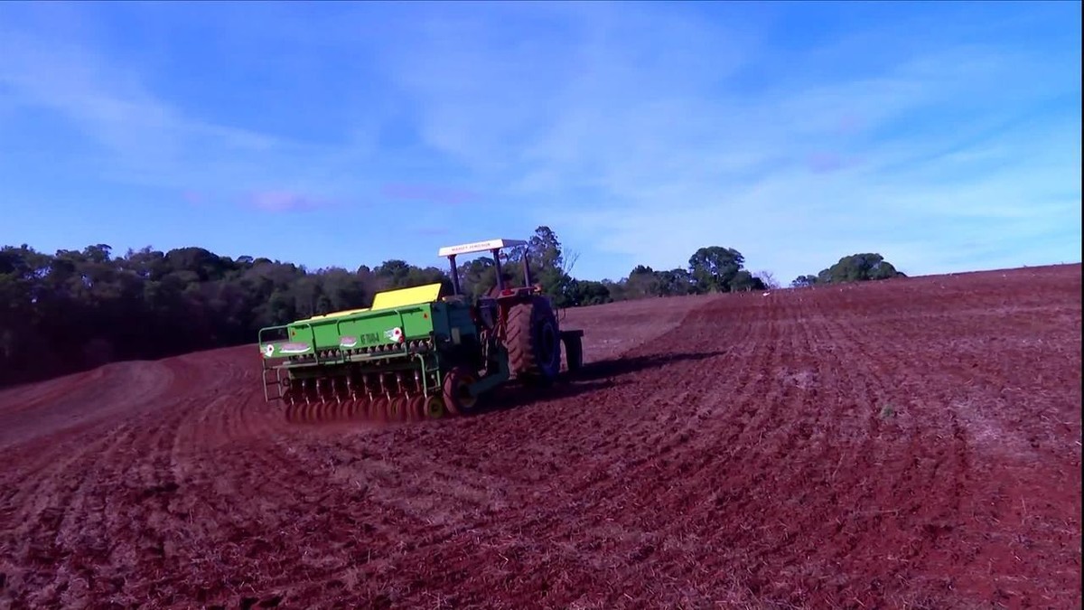 Produtores esperam plantar a maior área de trigo dos últimos 40 anos no Rio Grande do Sul