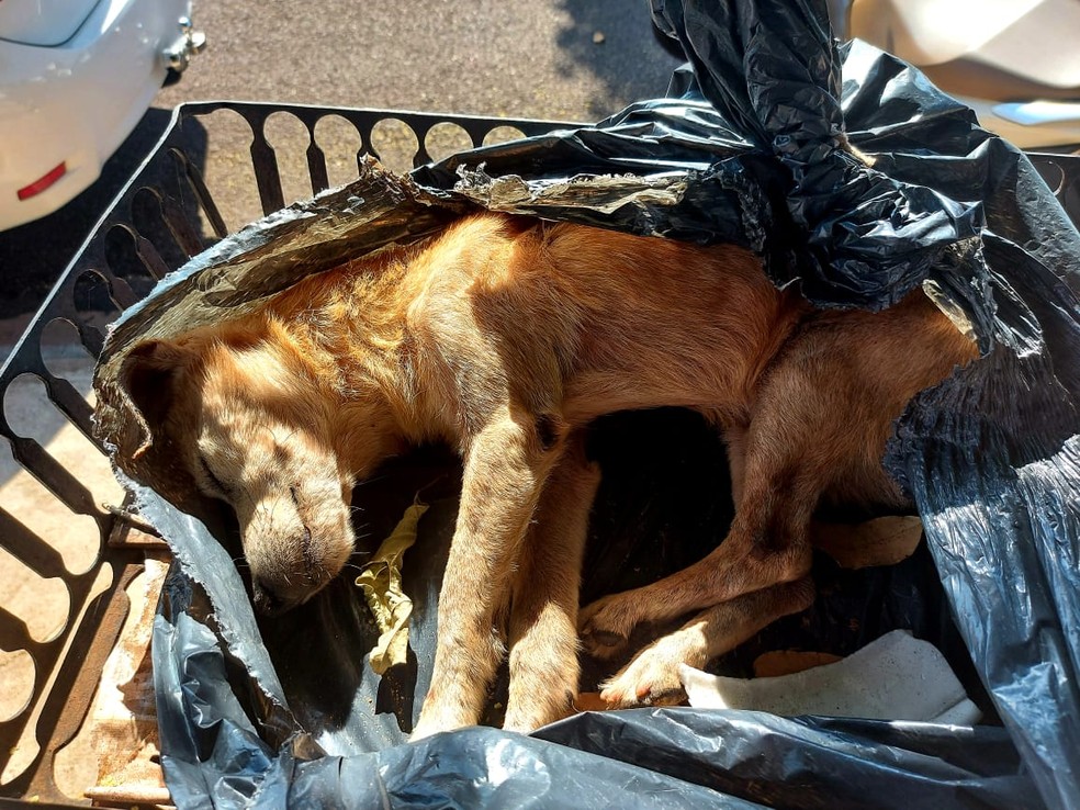 Cachorro foi ferido com golpes de martelo e deixado em uma lixeira — Foto: Polícia Ambiental