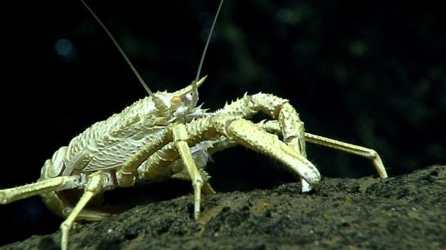 As espécies que vivem no fundo do oceano enfrentam condições extremas (Foto: BILL CHADWICK/NOAA/BBC)