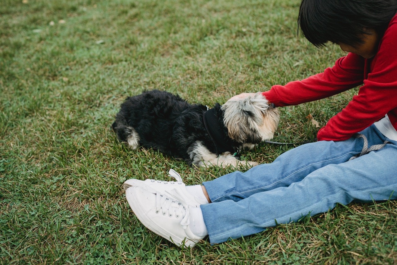 Segundo estudo da Universidade de Toronto, convívio com cães nas faixas etárias de 5 a 15 anos indicaram menor probabilidade de desenvolver doença de Crohn (Foto: Pexels/ Sam Lion/ CreativeCommons)