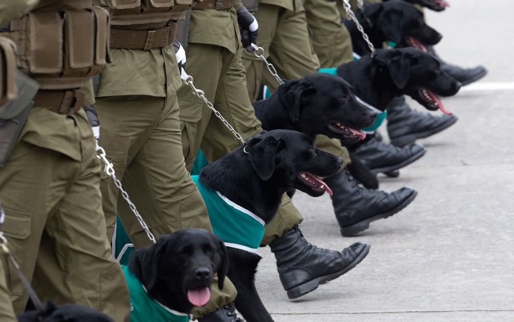 Policiais chilenos marcham com seus cães farejadores durante parada militar no parque Bernardo O'Higgins, em Santiago, na quarta-feira (19) — Foto: Claudio Reyes/AFP