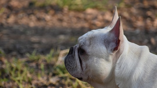 Holanda quer banir cães braquicefálicos e pets considerados não saudáveis