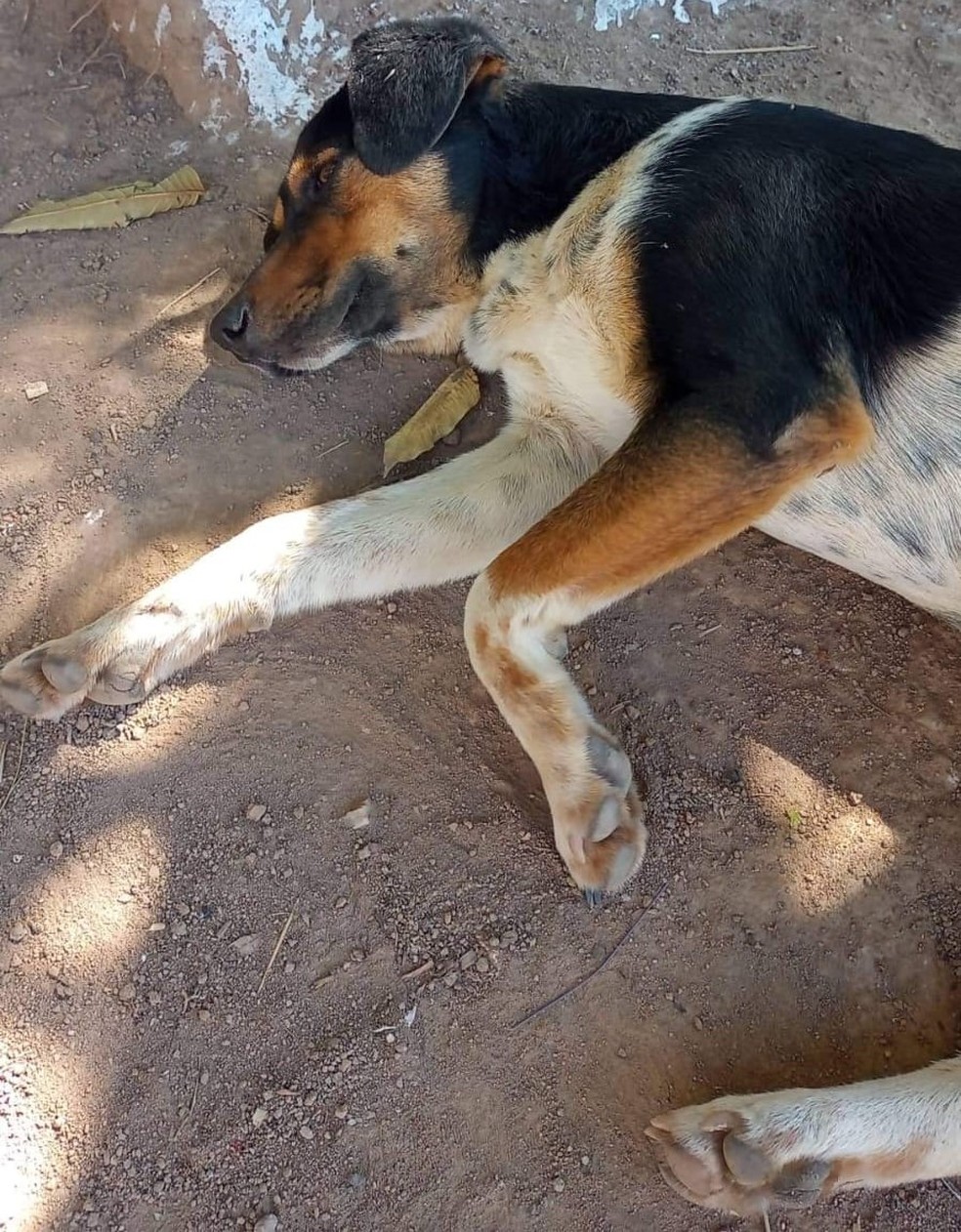 Tarzan ajudou a encontrar homem que estava desaparecido em São João da Boa Vista — Foto: Arquivo Pessoal