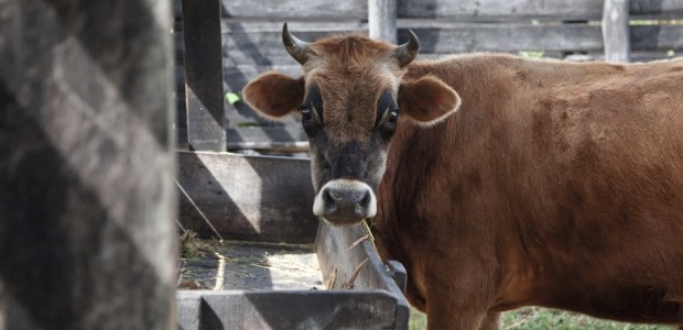 Vacas da raça Jersey que os dois criam na fazenda (Foto: Mayra Azzi / Editora Globo)