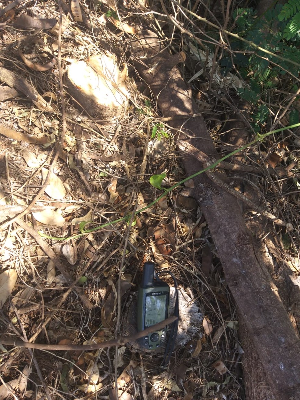 Fazendeiro levou multa de mais de R$ 11 mil pelo corte de 39 árvores em Sandovalina — Foto: Polícia Militar Ambiental
