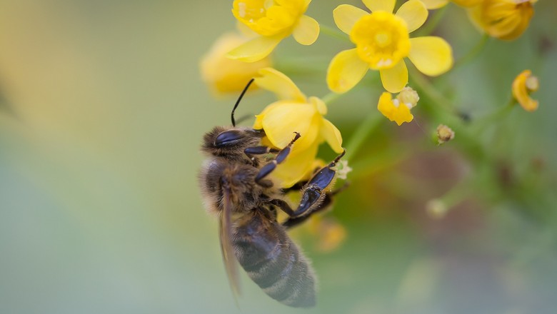 abelha-controle-biologico-horta (Foto: Creative Commons)