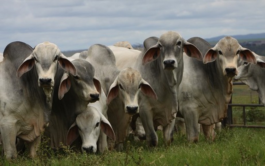 Há indícios de que o caso identificado no Pará seja atípico, ou seja, ocorre espontaneamente nas populações de bovinos