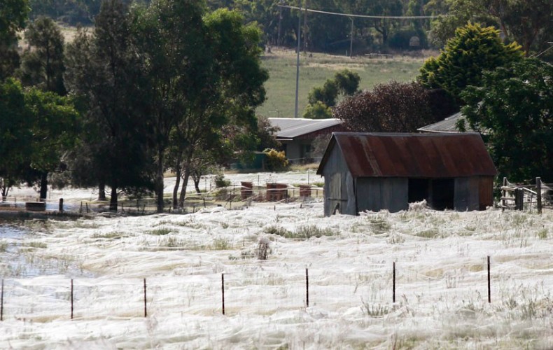 Teia construída por milhões de aranhas cobre parte de cidade na Austrália (Foto: Daniel Munoz)