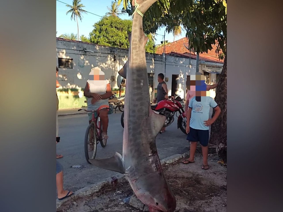 Tubarão-tigre foi exposto no Centro da localidade de Aranaú, em Acaraú, antes de ser abatido. — Foto: Arquivo pessoal