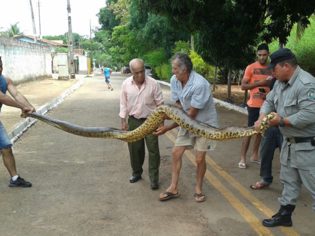 Cobra foi capturada por PMs no distrito de Vila Rica, em Goiânia (Foto: Divulgação/Polícia Militar)