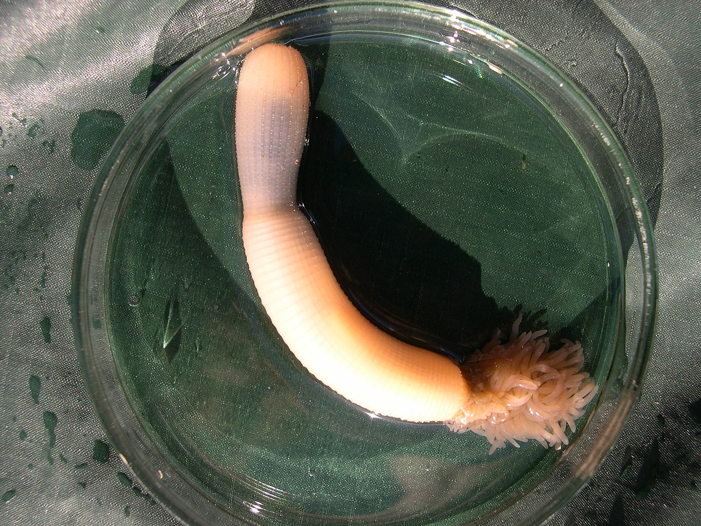 Com formato cilíndrico e cor rosada, estes vermes marinhos lembram o pênis humano (Foto: Wikipedia/ Shunkina Ksenia/ Wikimedia Commons)