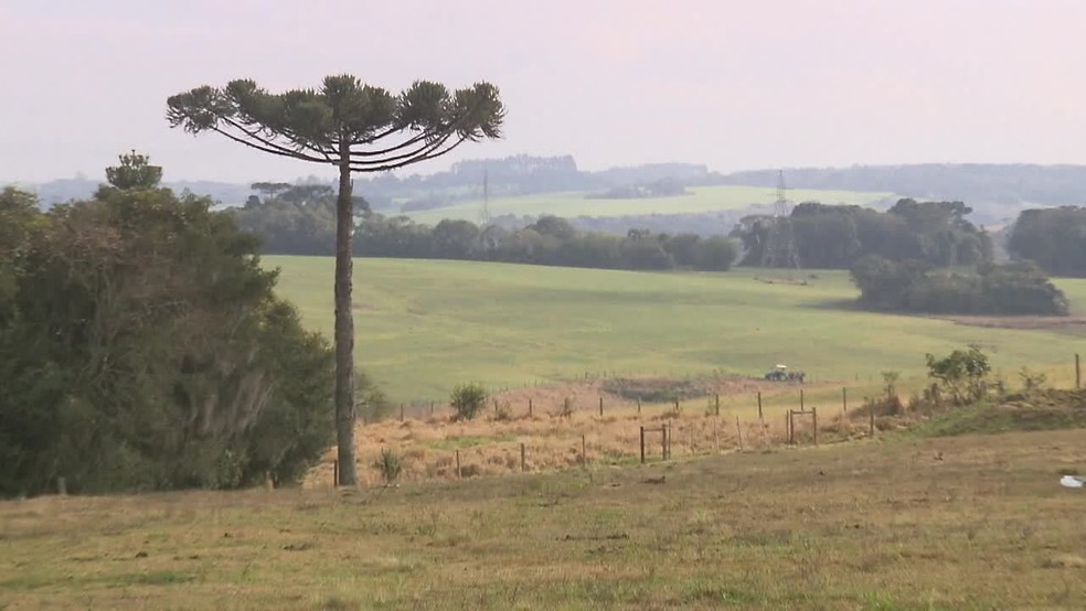 Preço das terras para agricultura dispara no Paraná, indica levantamento — Foto: RPC/Reprodução