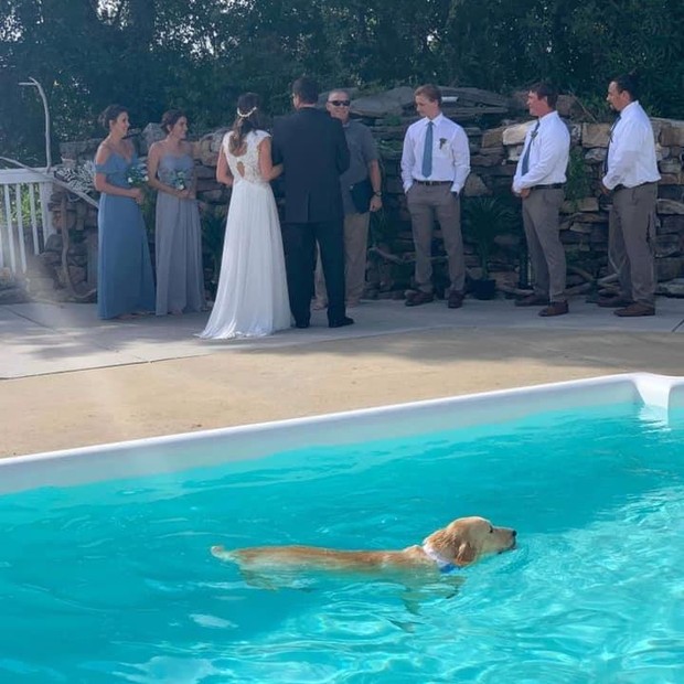 Cachorro "padrinho" de casamento rouba a cena ao molhar o vestido da noiva (Foto: Reprodução)