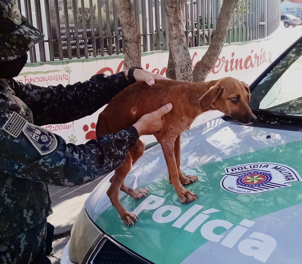 Policiais resgataram as duas cadelas que haviam sido abandonadas no Cemitério Municipal de Rosana (SP) — Foto: Polícia Militar Ambiental