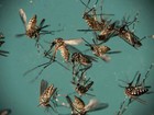 SC teve mais de 4,3 mil casos de dengue em 2016
