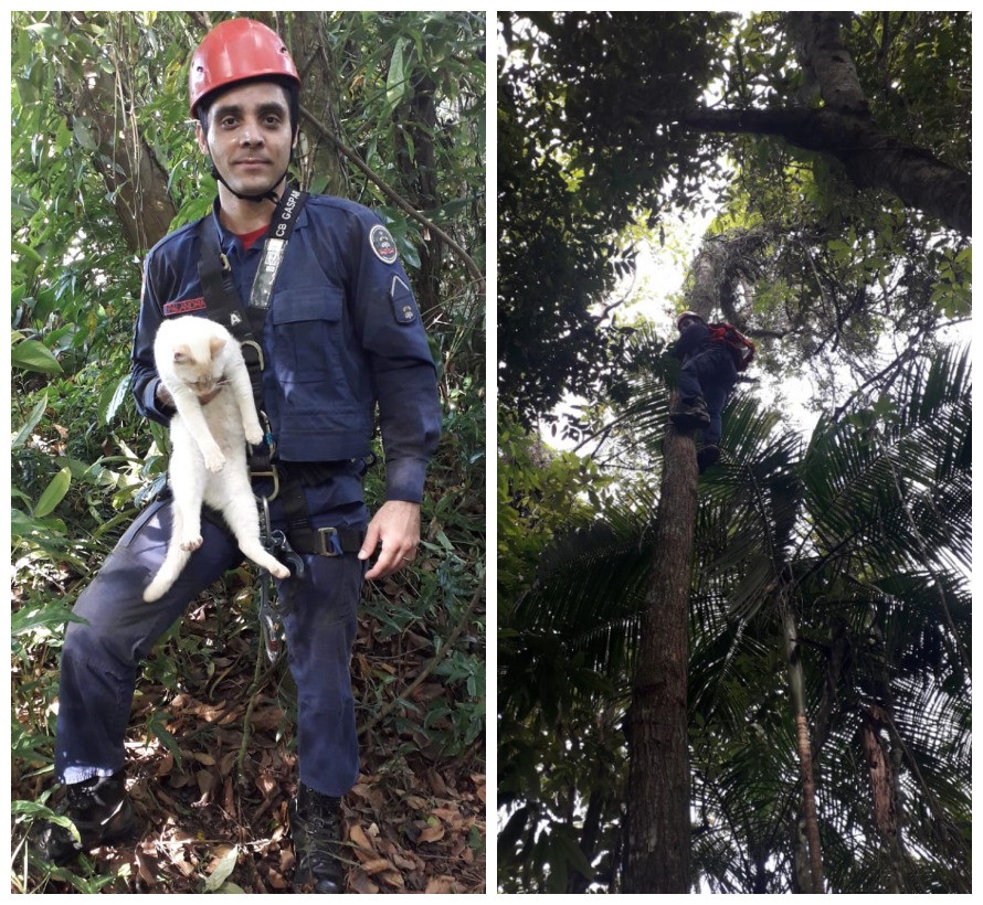 Gato passa a noite preso em árvore de 15 metros e mobiliza bombeiros em SC