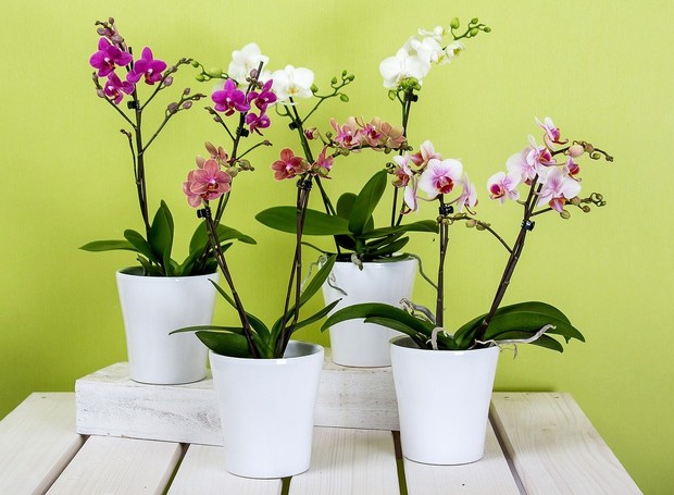Orquídeas Phalaenopsis: por natureza a planta floresce no inverno, mas, com a adaptação da espécie a vários climas, as flores podem aparecer em qualquer época do ano (Foto: Pixabay / CreativeCommons)